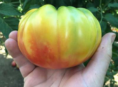 Mr. Stripey Heirloom Tomato Premium Seed Packet