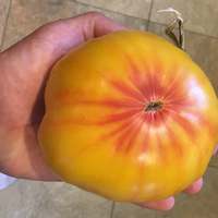 Mr. Stripey Heirloom Tomato Premium Seed Packet - Thumbnail 1