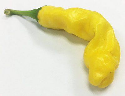 Yellow Peter Chili Willy Heirloom Pepper Premium Seed Packet + More