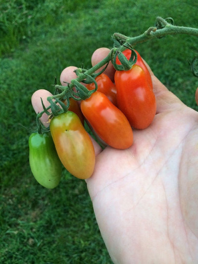 Baby San Marzano Heirloom Tomato Premium Seed Packet