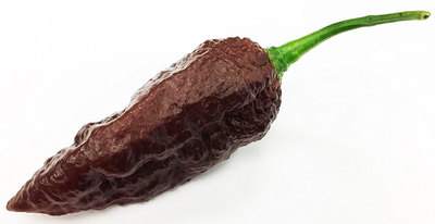 Big Black Mama Pepper Premium Seed Packet