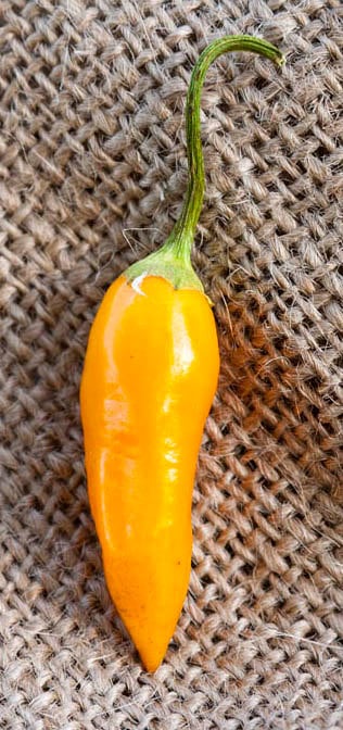 Aji Habanero Heirloom Pepper Premium Seed Packet