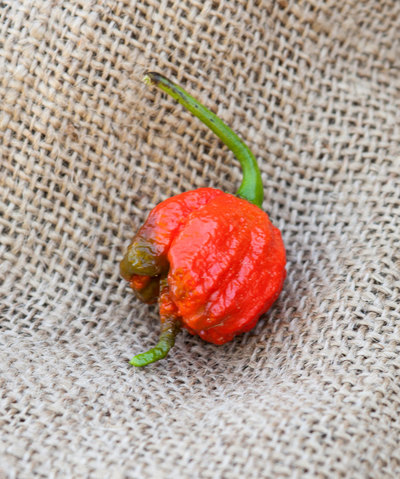 Carolina Reaper HP22B Pepper Premium Seed Packet The Hottest in the World