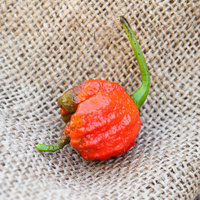 Carolina Reaper HP22B Pepper Premium Seed Packet The Hottest in the World - Thumbnail 1