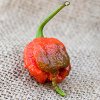 Carolina Reaper HP22B Pepper Premium Seed Packet The Hottest in the World - Thumbnail 2
