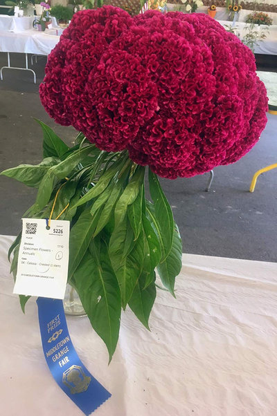 Giant Red Celosia Cockscomb from Monticello Premium Seed Packet