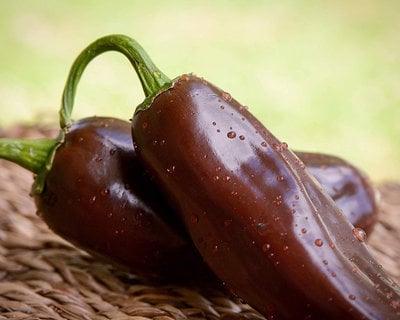 Brown Jalapeno Pepper Premium Seed Packet Record Hottest in The World + More