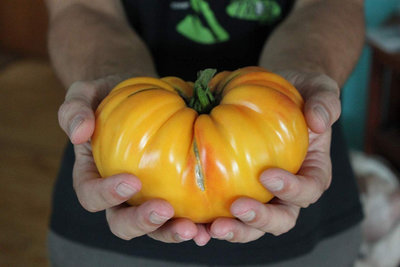 Hillbilly Heirloom Tomato Premium Seed Packet