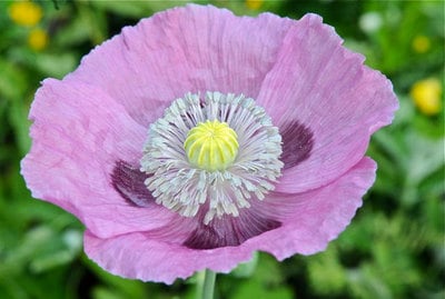 Poppy Papaver somniferum Wildflower Poppies Premium Seed Packet