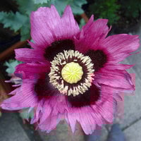 Poppy Papaver somniferum Wildflower Poppies Premium Seed Packet - Thumbnail 1