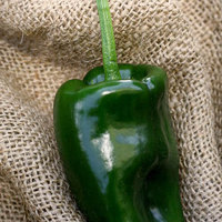 Poblano Ancho Chile Mexico Heirloom Pepper Premium Seed Packet - Thumbnail 1
