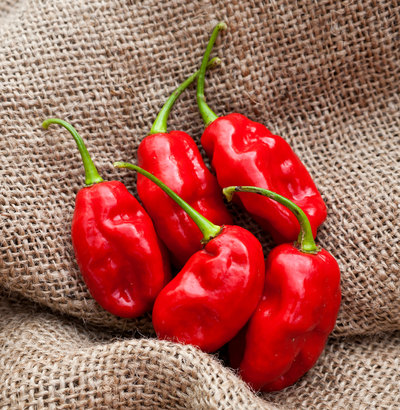 Trinidad Beans Heirloom Pepper Premium Seed Packet