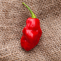 Trinidad Beans Heirloom Pepper Premium Seed Packet - Thumbnail 1