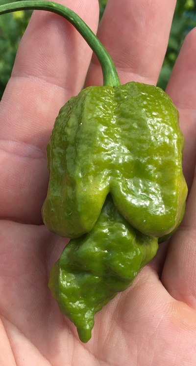 Gator Jigsaw Ultra Hot Pepper Premium Seed Packet