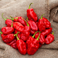 Trinidad Beans Heirloom Pepper Premium Seed Packet - Thumbnail 2