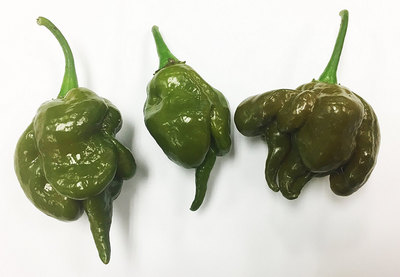 Mustard Green Trinidad Scorpion Hot Pepper Premium Seed Packet + More