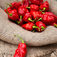 Trinidad Beans Heirloom Pepper Premium Seed Packet - Thumbnail 3