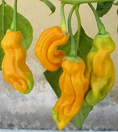 Malaysian Goronong Chile Heirloom Pepper Premium Seed Packet + More