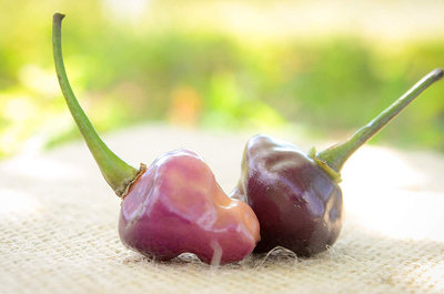 Cheiro Roxa Hot Pepper Premium Seed Packet + More