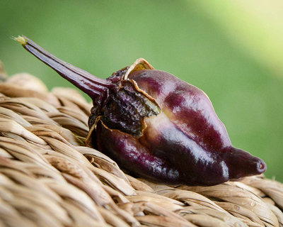 Piment de Neyde Purple Heirloom Pepper Premium Seed Packet