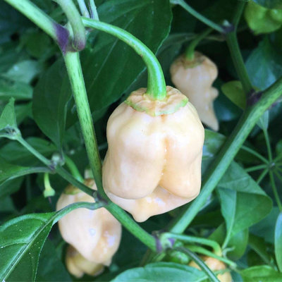 White Bubblegum BBG7 7 Pot Pepper Premium Seed Packet + More