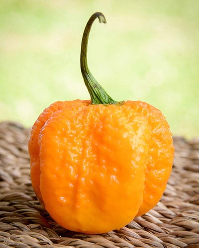 Yellow Carolina Reaper HP22B Pepper Premium Seed Packet Record Hottest in The World + More