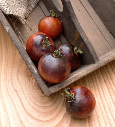 Indigo Rose Heirloom Tomato Premium Seed Packet