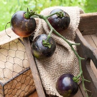 Indigo Rose Heirloom Tomato Premium Seed Packet - Thumbnail 1