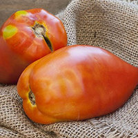 San Marzano Redorta Heirloom Tomato Premium 50 Seed Packet - Thumbnail 2
