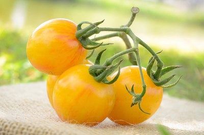 Sunrise Yellow and Red Bumblebee Heirloom Cherry Tomato Premium Seed Packet
