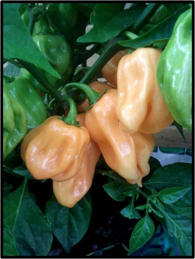 Peach Habanero Heirloom Pepper Premium Seed Packet