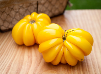 Yellow Ruffles Pleated Stuffing Heirloom Tomato Premium Seed Packet