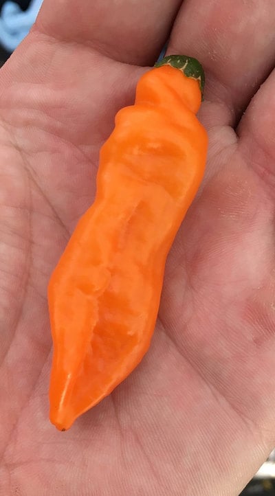 Aji Mango Chile Heirloom Pepper Premium Seed Packet