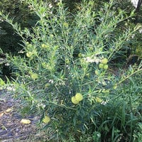 Oscar Plant Milkweed Gomphocarpus Premium Seed Packet Monarch Butterfly - Thumbnail 1