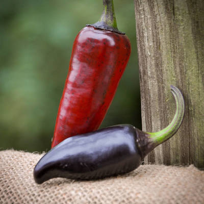 Purple Serrano Chile Pepper Premium Seed Packet Record Hottest In The World + More