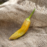 White Wax Heirloom Pepper Premium Seed Packet - Thumbnail 1