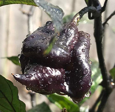 Purple Carolina Reaper HP22B Pepper Premium Seed Packet Record Hottest in The World + More
