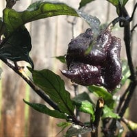 Purple Carolina Reaper HP22B Pepper Premium Seed Packet Record Hottest in The World + More - Thumbnail 1
