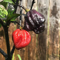 Purple Carolina Reaper HP22B Pepper Premium Seed Packet Record Hottest in The World + More - Thumbnail 2