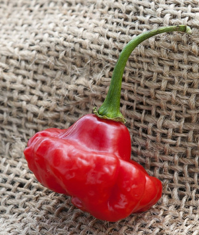 Aji Dulce 2 Venezuelan National Pepper Premium Seed Packet