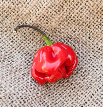 Red Savina Habanero Heirloom Pepper Premium Seed Packet