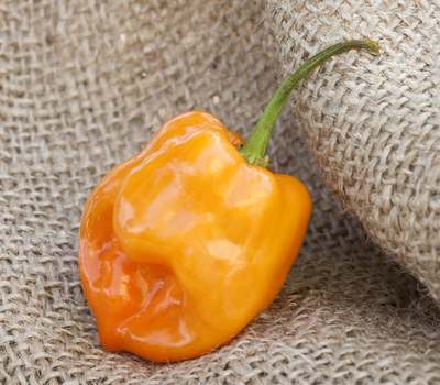 Orange Habanero Heirloom Pepper Premium Seed Packet