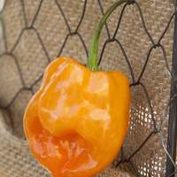 Orange Habanero Heirloom Pepper Premium Seed Packet - Thumbnail 1