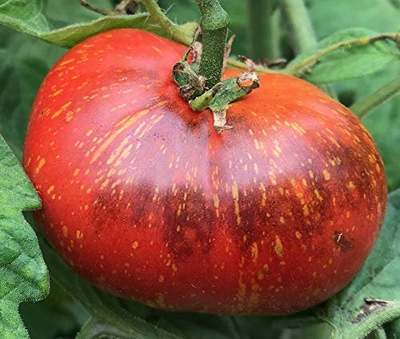 Dark Galaxy Heirloom Tomato Premium Seed Packet