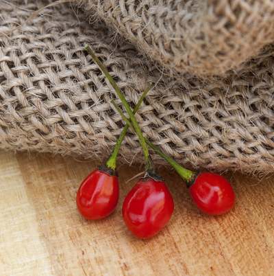 Texas Chiltepin Heirloom Pepper Premium Seed Packet