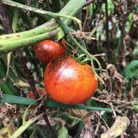 Dark Galaxy Heirloom Tomato Premium Seed Packet - Thumbnail 3