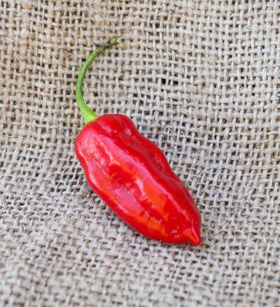 Tiger Teeth Hot Pepper Premium Seed Packet