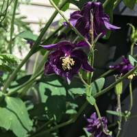 Deep Purple Columbine Perennial Premium Seed Packet - Thumbnail 1
