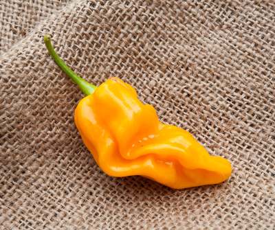 Tobago Treasure Heirloom Pepper Premium Seed Packet