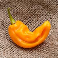 Tobago Treasure Heirloom Pepper Premium Seed Packet - Thumbnail 1